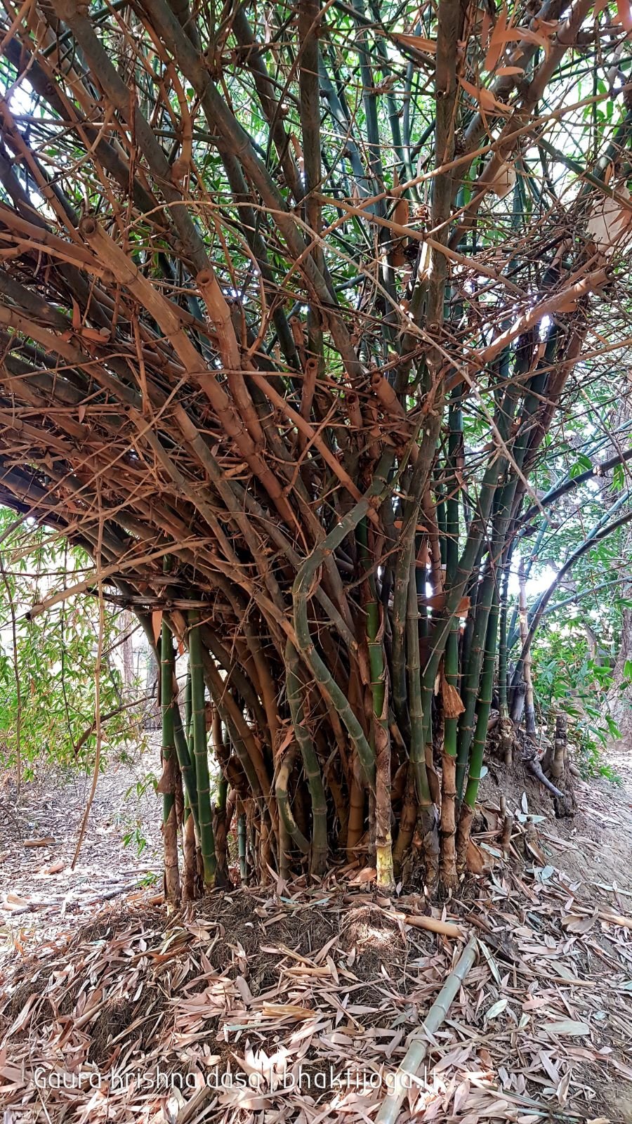  Varshana parikrama and preaching. 2019.12.10